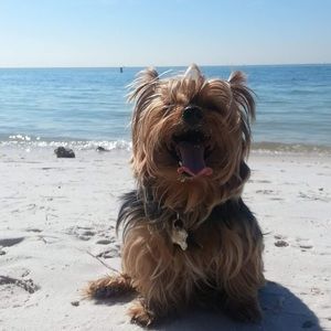 Meet your Posher, Alba